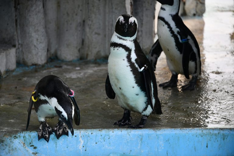 ケープペンギン：おさかな図鑑：トレースOK