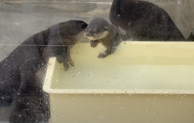 コツメカワウソ赤ちゃん画像：おさかな図鑑：トレースOK