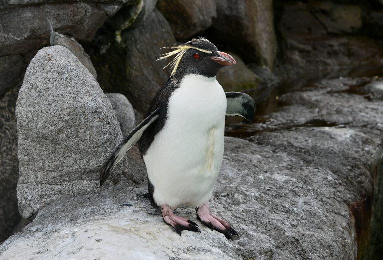 キタイワトビペンギン画像：おさかな図鑑：トレースOK