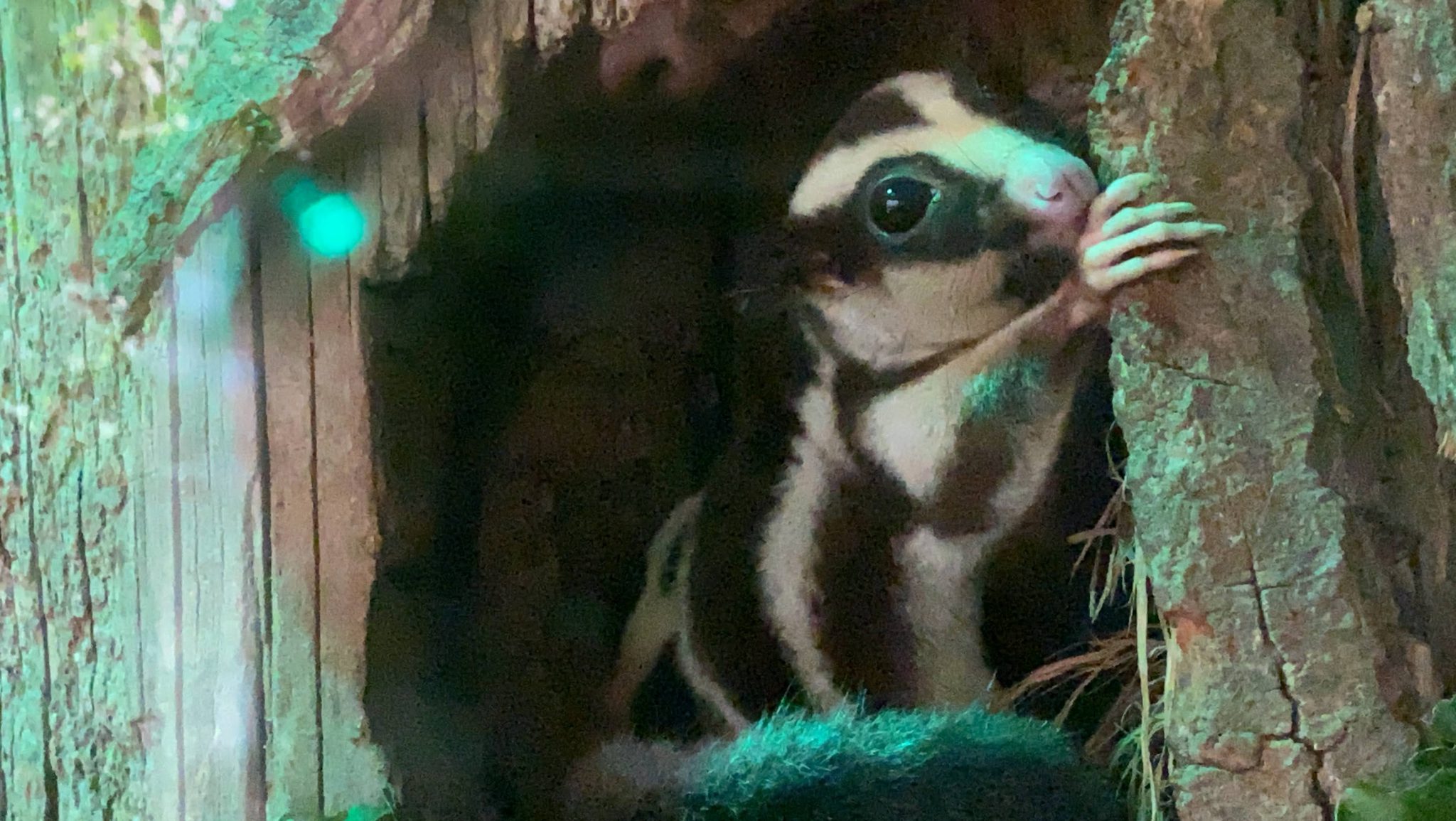 フクロシマリス画像:どうぶつ図鑑:トレースOK 背景資料写真家かさこ公式サイト