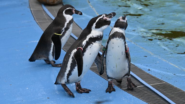 フンボルトペンギン画像：おさかな図鑑：トレースOK