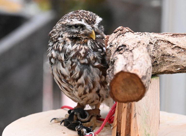 コキンメフクロウ画像：どうぶつ図鑑：トレスOK